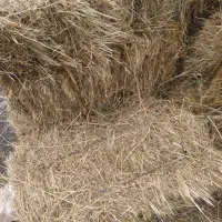 فروش علف بسته بندی