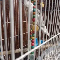 عروس هلندی|پرنده|یزدان شهر, |دیوار