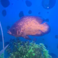 ماهی اسکار خارجی