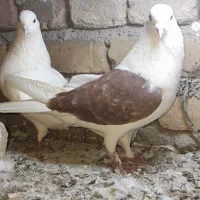 نره ماده پرشتی