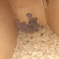 گرینچیک سرلاکی و کوتوله بالغ رنگ خاص|پرنده|بناب, |دیوار