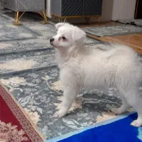 پامر روباهی