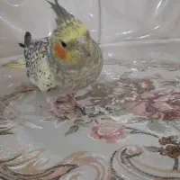 لوتینو|پرنده|مشهد, کشف|دیوار