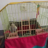 عروس هلندی