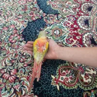 گرینچیک|پرنده|محمدشهر, همایون ویلا|دیوار