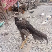 خروس اوکی