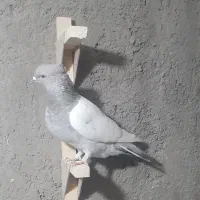 ماده سینه سوسنی