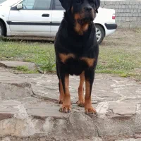 فروش روت اصل روسیه(ماده)|سگ|کلاردشت, |دیوار