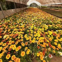 گلخانه گلزار پاکدشت برای اجاره