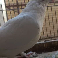 کبوترگرفتنی|پرنده|رباطکریم, نصیرشهر|دیوار