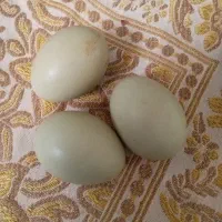 تخم مرغ لاکنزی