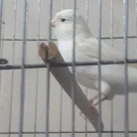 قناری موزاییکی وسفید