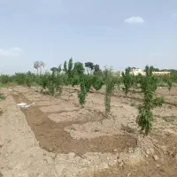 زمین باغچه ۵۰۰متری در خیابان ۱۲متری