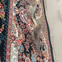 دو عدد جوجه عروس هلندی