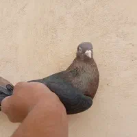 کبوتر سرکه ای چشم و نوک سفید|پرنده|باغ بهادران, |دیوار