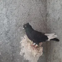 قارا پرا جفت ۸ ماده کله دم سیاه نر شهرستانی