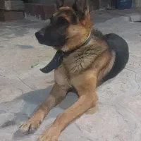 سگ ژرمن
