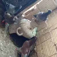 کبوتر پرش نر