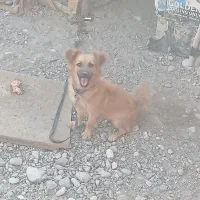 سگ پاکوتاه معاوظه با مرغ یا کفتر خط بلوک