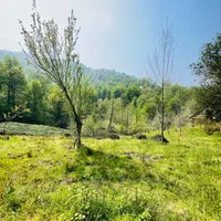 مثه این زمین نداریم خدایش تو گیلان صفر جنگل|فروش زمین و ملک کلنگی|شفت, |دیوار