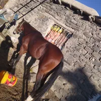 اسب نریان کورسی