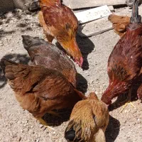 مرغ و خروس جوان