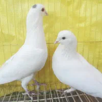 کبوتر یاهو سفید|پرنده|اصفهان, جویباره|دیوار