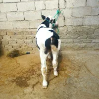 گوساله نر سیمنتال