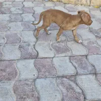 سگ پیت بول اصیل ب شرط|سگ|شیراز, بریجستون|دیوار