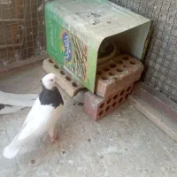 کبوتر طوقی فروش|پرنده|جیرفت, |دیوار