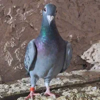 کبوتر|پرنده|نیشابور, مازول|دیوار