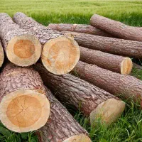 خرید و فروش چوب در تمام نقاط استان