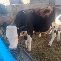 گوساله ی ماده درجه ۱