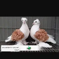 کفتر سبز نر گم شده