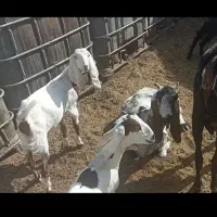 بز گلابی پاکستانی|حیوانات مزرعه|خمینی‌شهر, |دیوار