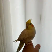 طوطی عروس هلندی|پرنده|لنگرود, |دیوار