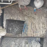 گم شده کفتر|حیوانات|سبزوار, شرق کال میانی|دیوار