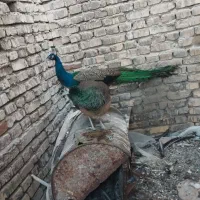 فروش پرنده زینتی طاووس