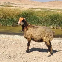 میش اصل ترکی|حیوانات مزرعه|شیراز, حومه شیراز|دیوار