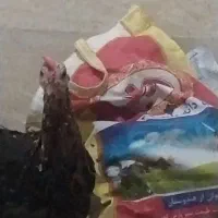 مرغ