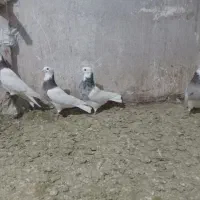 طوقی هفت رنگ|پرنده|مینودشت, |دیوار