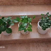 سه عدد گل آپارتمانی زیبا