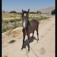 اسب