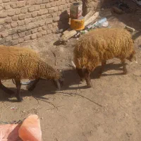 دوتا بره  نرو ماده