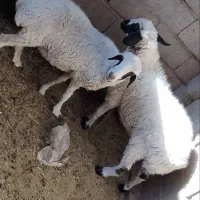 بره ماده