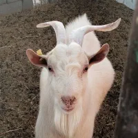 نر بز سانن|حیوانات مزرعه|بیرجند, |دیوار