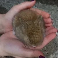 بچه خرگوش شیرخوار|موش و خرگوش|لنگرود, |دیوار