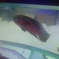 انواع ماهی کالر پرت گوپی تایگر کوی چانافروش معاوضه|ماهی|کرج, گلشهر|دیوار