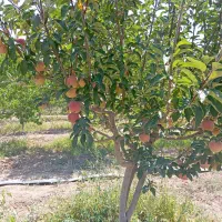 باغ|فروش خانه و ویلا|مشهد, درزآب|دیوار