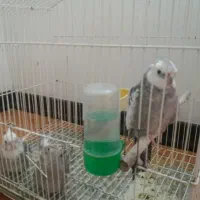 فروش عروس هلندی|پرنده|بجنورد, |دیوار